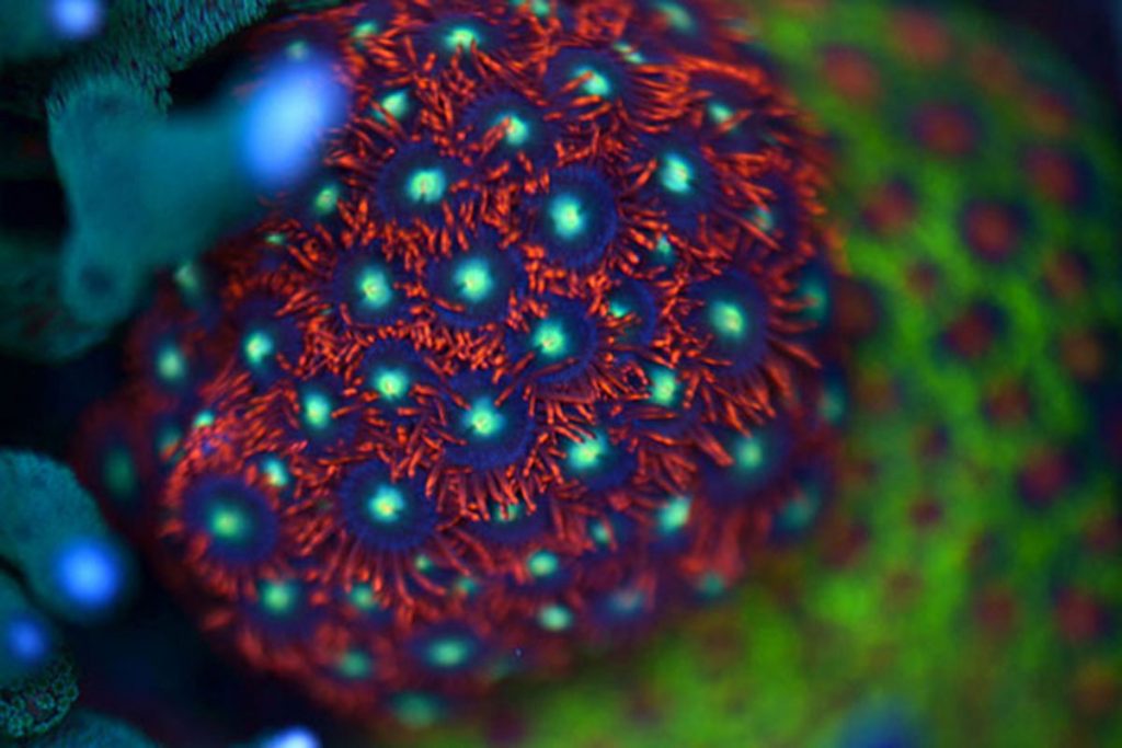 akuarium laut