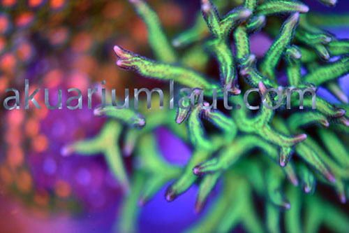 aquarium
