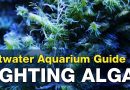 Fighting Algae