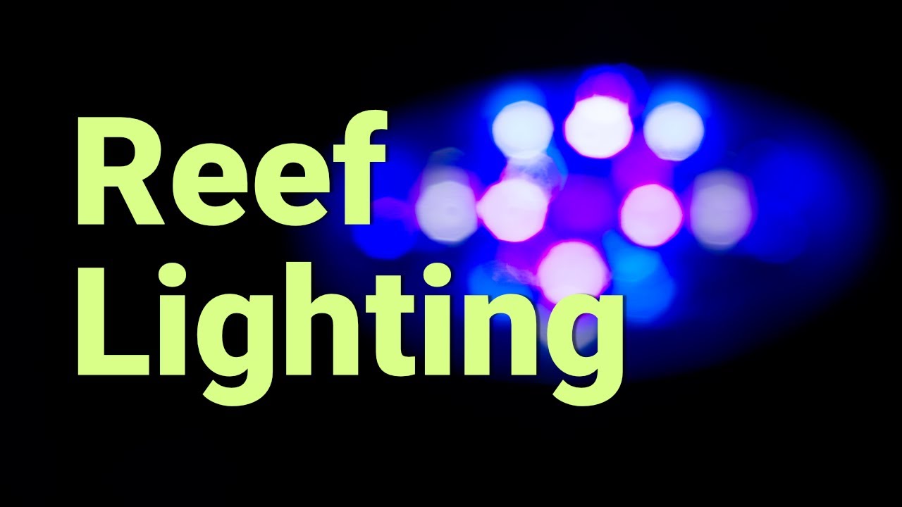 Picture of Beginners Guide to Coral Reef Tank Lighting