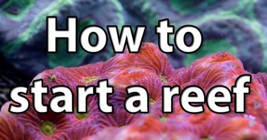 5 Tips on How to Start a Saltwater Reef Aquarium