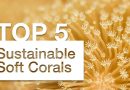 Top 5 Recommended Sustainable Soft Corals