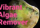 Vibrant Aquarium Cleaner: Does it solve algae in your reef tank?