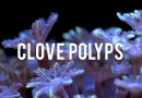 Care Tips for Clove Polyps