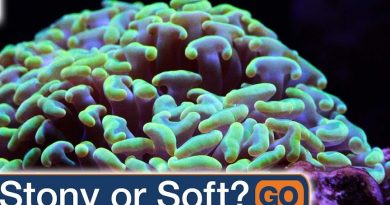 What is the difference between stony and soft coral reefs?
