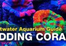 A Guide to Adding Corals