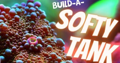 How to Build a Soft Coral Tank: A Beginner’s Guide